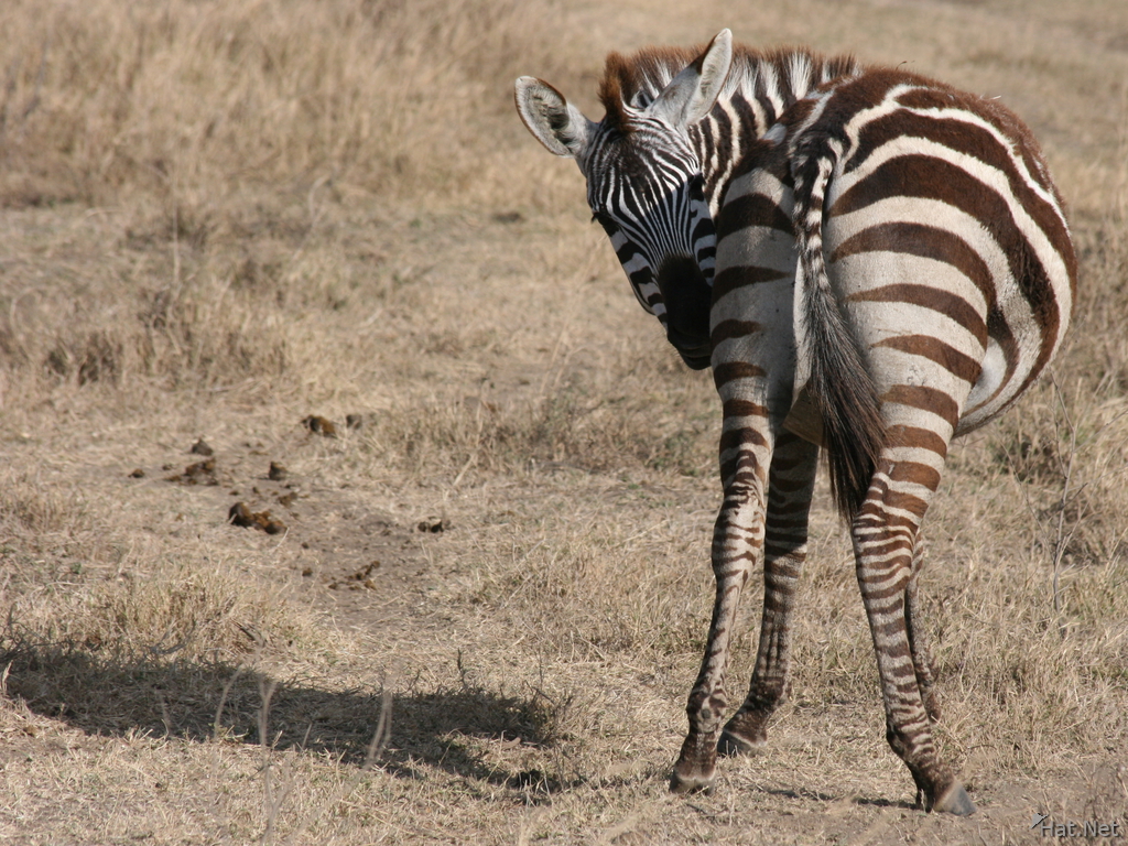 zebras kiss ass