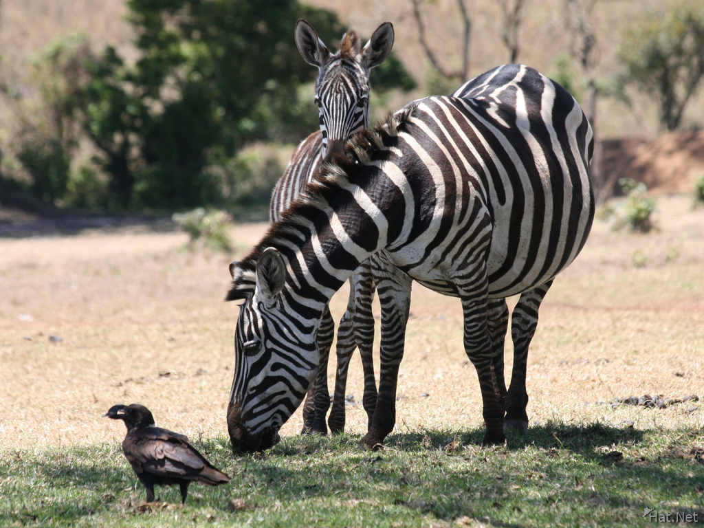 zebra and raven