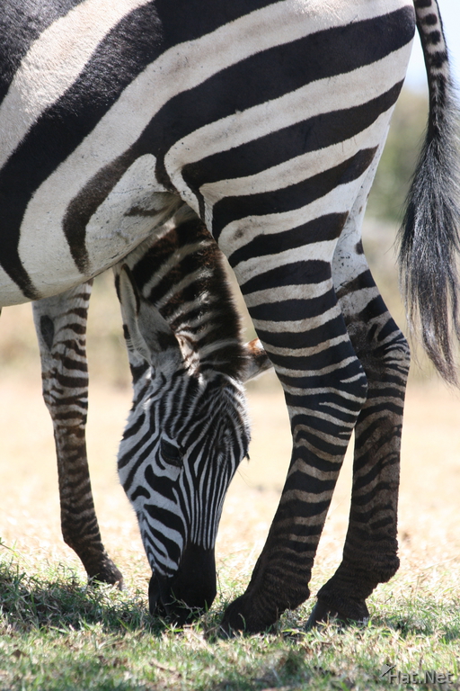 view--two headed zebra