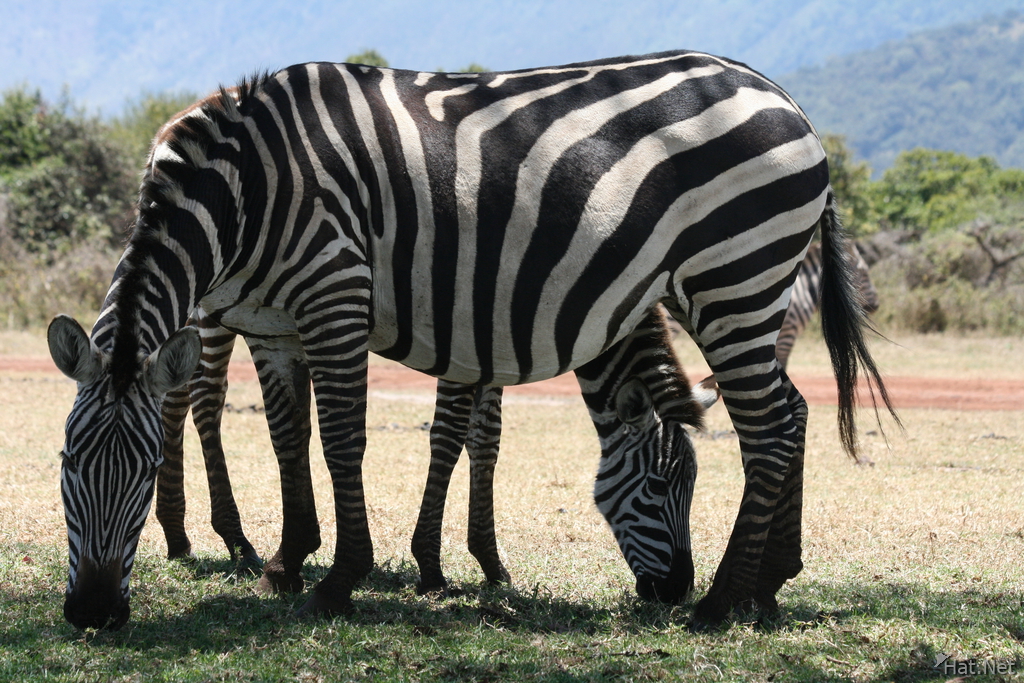 two headed zebra