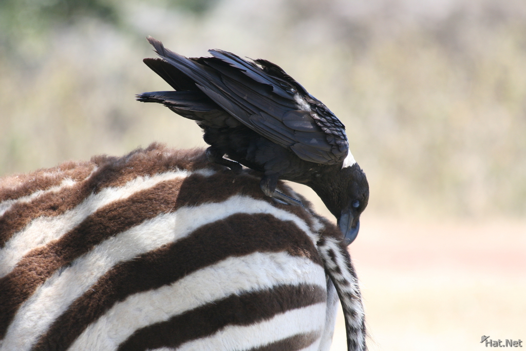 zebra and raven friend