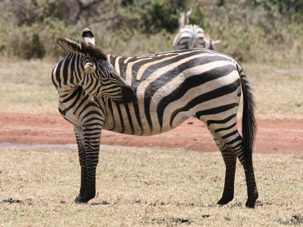 zebra hurt