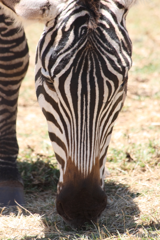 zebra nose