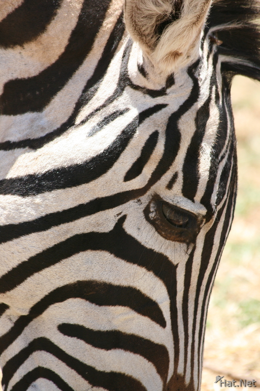 zebra eye