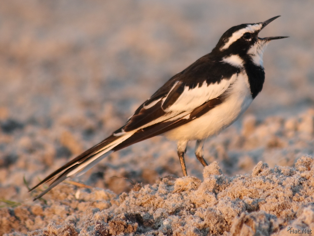 view--african pied wag tail
