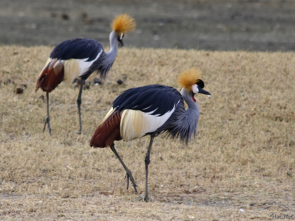 crowned crane couple