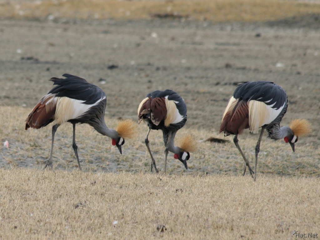 three crowned crane