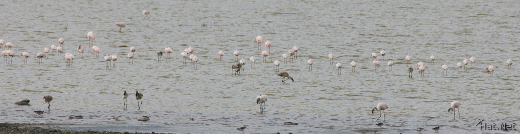 flamingo lake