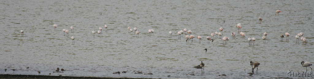 large group of flamingoes