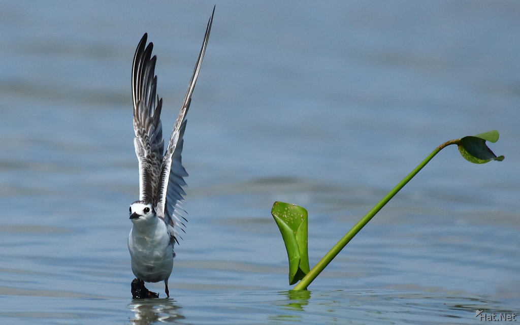 plover takes off