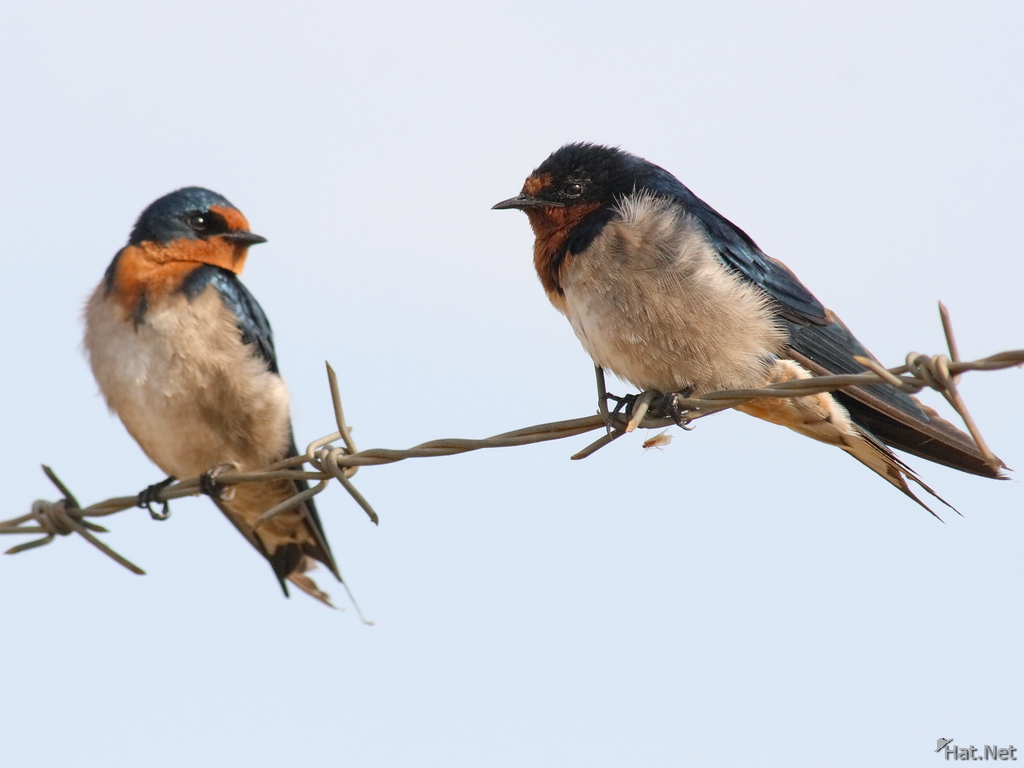 view--red rumped swallow