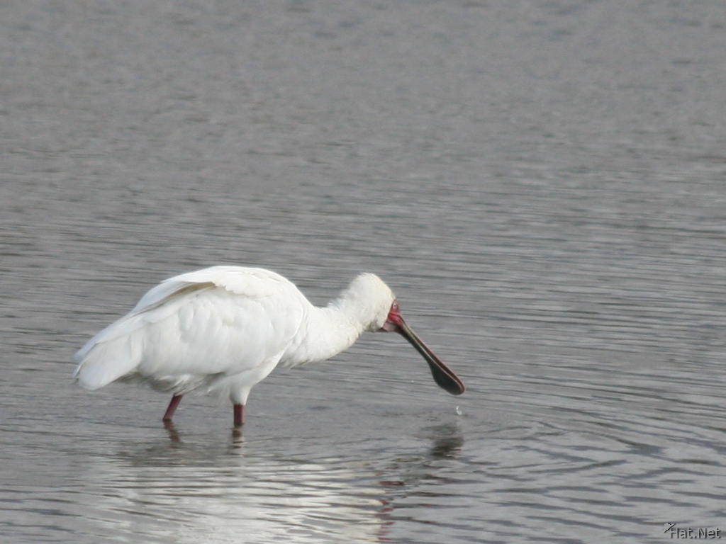 spoonbill searching for fish