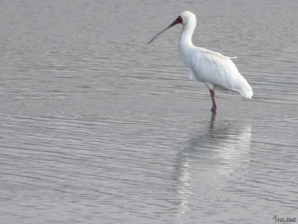 view--spoonbill