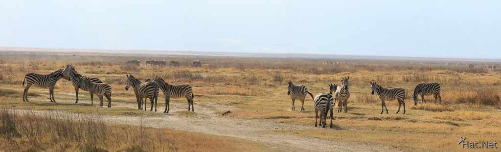 zebras of ngorongoro