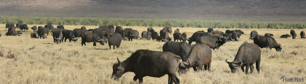 buffaloes of ngorongoro