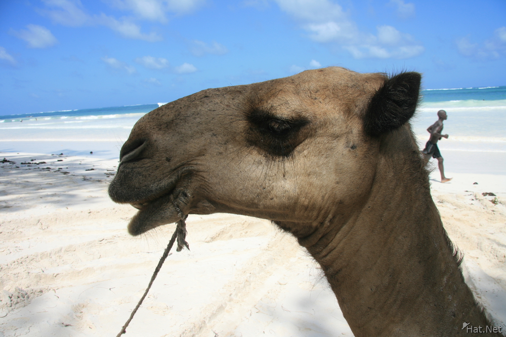 camel ali