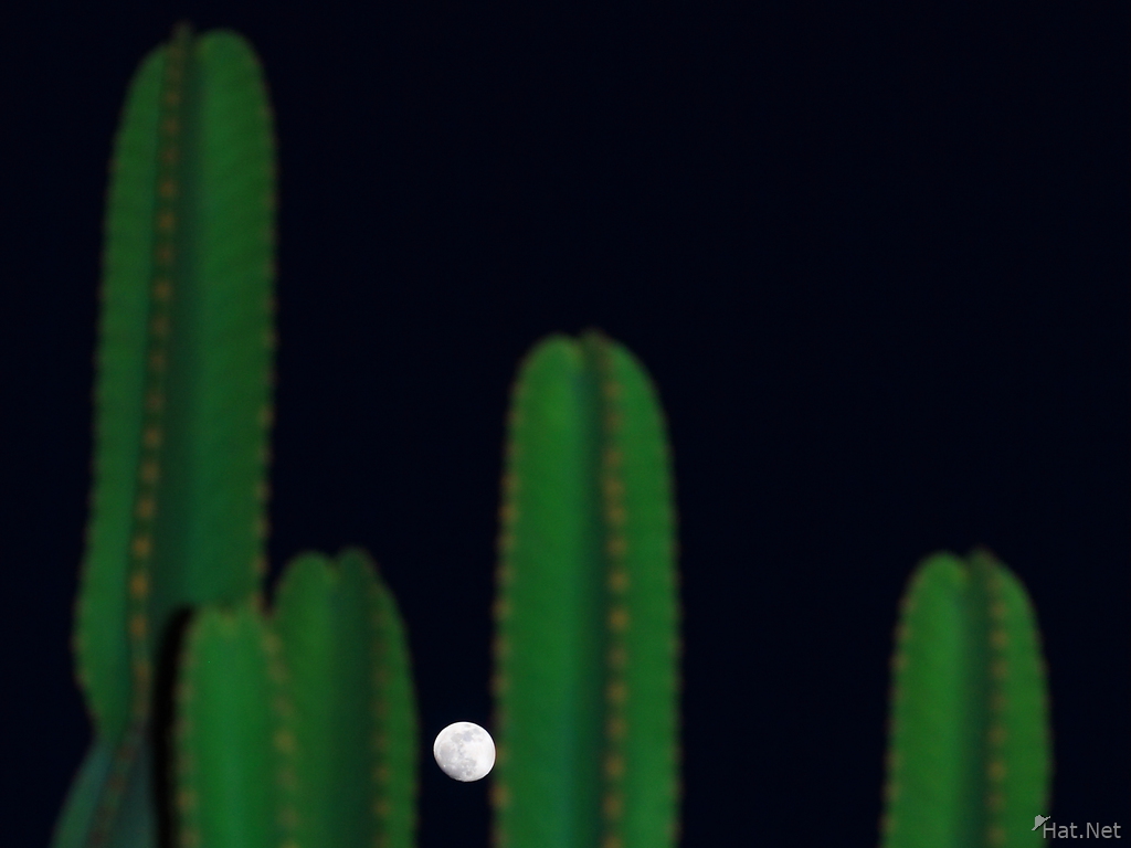 cactus and uganda moon