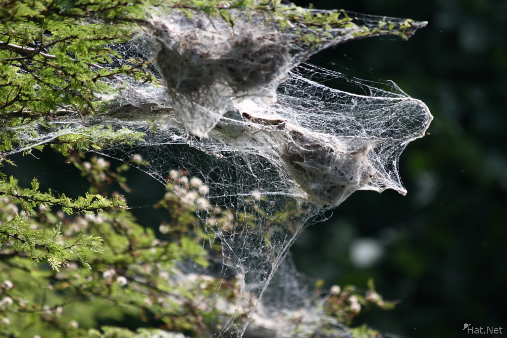 nest of yellow weaver bird and spider web
