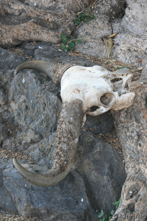 buffalo skull at ngorongoro spring