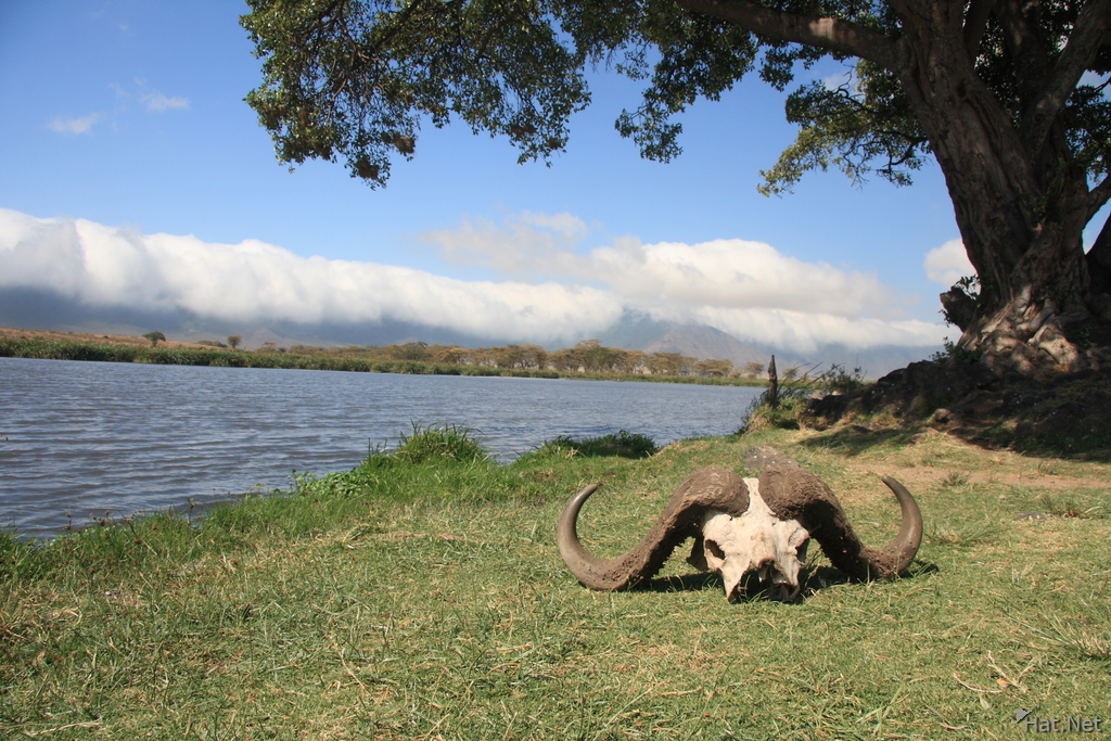 view--buffalo skull at ngorongoro spring