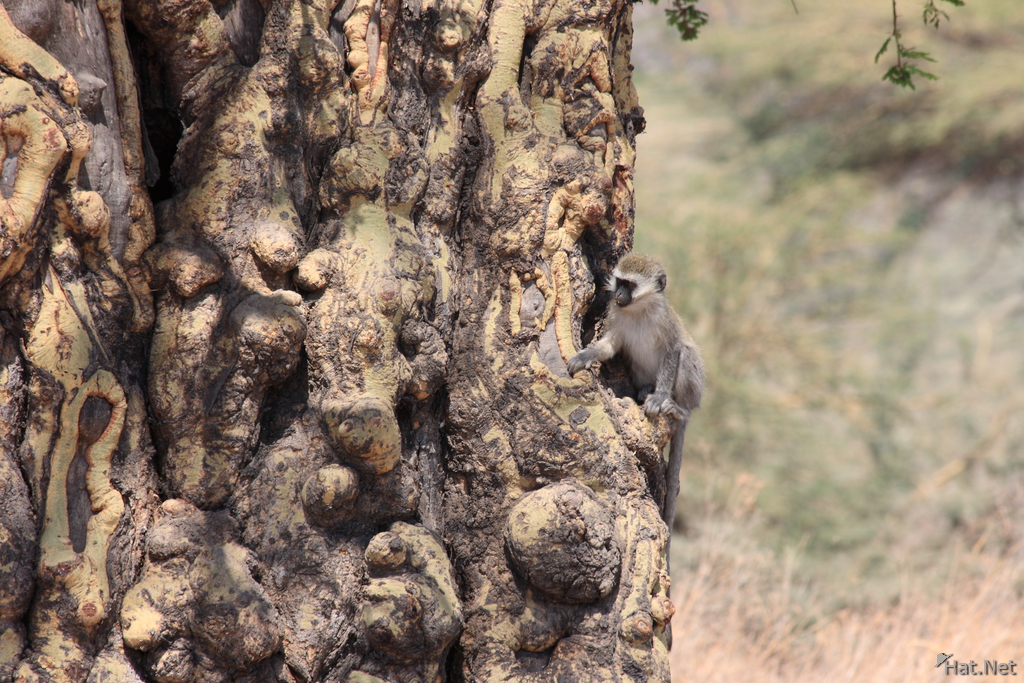 view--vervet monkey on fever tree