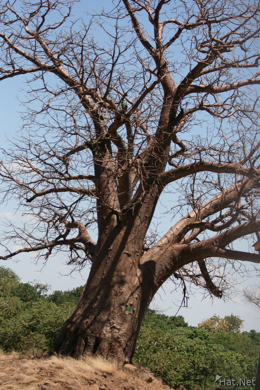baobav tree