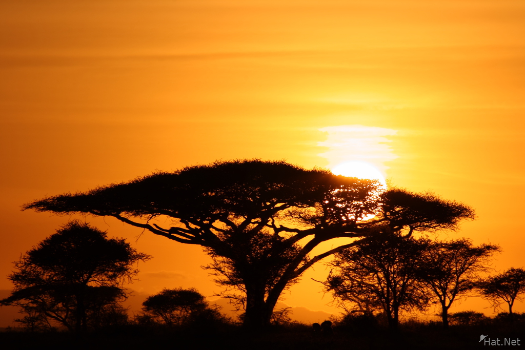 Vertical Image Of The Silhouette Of An Acacia Tree At 
