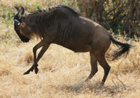 300_albert_the_wildebeest