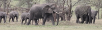 big_five-elephants