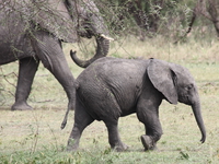 baby elephant Mwanza, East Africa, Tanzania, Africa