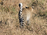 leopard ass Serengeti, Ngorongoro, East Africa, Tanzania, Africa