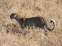 leopard smell plant Serengeti, Ngorongoro, East Africa, Tanzania, Africa