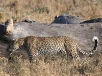 leopard hunting Serengeti, Ngorongoro, East Africa, Tanzania, Africa