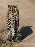 leopard backside Serengeti, Ngorongoro, East Africa, Tanzania, Africa