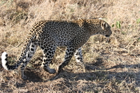 leopard walking Serengeti, Ngorongoro, East Africa, Tanzania, Africa