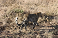 leopard fleeing Serengeti, Ngorongoro, East Africa, Tanzania, Africa