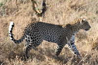 leopard ignore us Serengeti, Ngorongoro, East Africa, Tanzania, Africa
