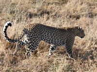 leopard crossing Serengeti, Ngorongoro, East Africa, Tanzania, Africa