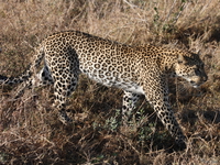 view--leopard Serengeti, Ngorongoro, East Africa, Tanzania, Africa