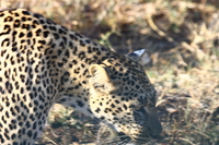 leopard head Serengeti, Ngorongoro, East Africa, Tanzania, Africa