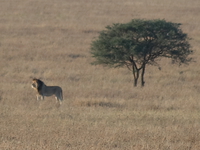 lion hunting Serengeti, Ngorongoro, East Africa, Tanzania, Africa