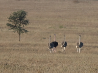 ostrich and lion Serengeti, Ngorongoro, East Africa, Tanzania, Africa