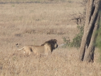 lion miss ostrich Serengeti, Ngorongoro, East Africa, Tanzania, Africa