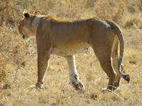 female lion Serengeti, Ngorongoro, East Africa, Tanzania, Africa