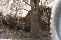 male lion and spiked plant Serengeti, Ngorongoro, East Africa, Tanzania, Africa