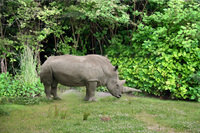 big_five-rhinoceros