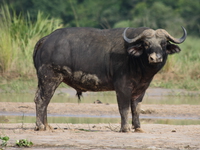 buffalos_of_uganda