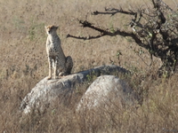 view--cheetah Serengeti, Ngorongoro, East Africa, Tanzania, Africa