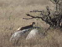 cheetah sleeping Serengeti, Ngorongoro, East Africa, Tanzania, Africa