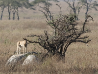 cheetah awake Serengeti, Ngorongoro, East Africa, Tanzania, Africa
